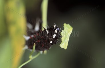 Caterpillar eating a leaf Panama