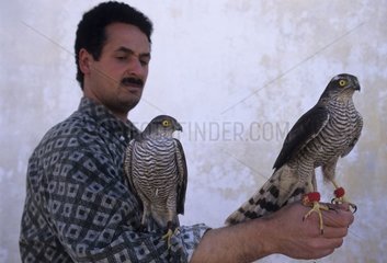 Sparrowhawks used for the quails hunting Tunisia