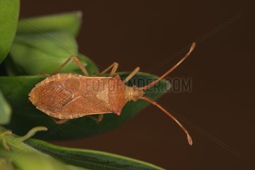 Box bug posed on a leaf Sieuras Ariège France