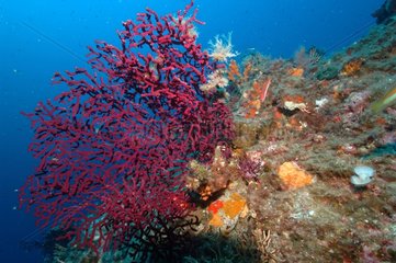 Gorgone rouge Rade de Villefranche sur mer