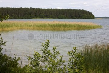Schilfbett auf dem WiRy Lake National Park Wispry Polen