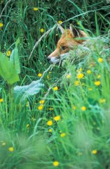 Red fox in a flowering meadow spring Great Britain