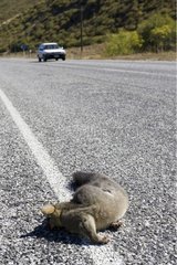 Brushtail possum lying dead on tarmac road New Zealand
