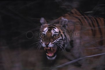 Weiblicher Tiger laden Bandhavgarh NP Indien