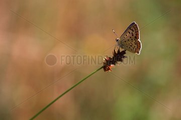 Sooty copper butterfly in summer Lozère