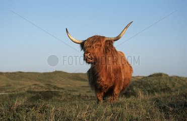 Highland Cow Texel Island Netherland
