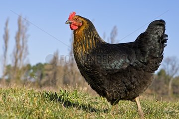 Warren Chicken in Bio -Züchtung im Freien Frankreich