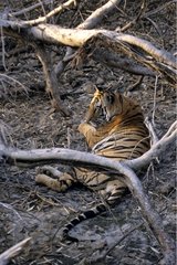 Benal tiger Madhya Pradesh Bandhavgarh NP India