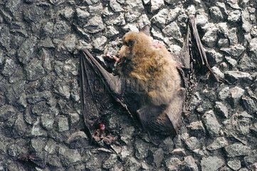 Bat crushed on an asphalt road Méry-ès-Bains