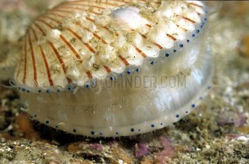 Spiny scallop and blue eyes on side mantle Bretagne France