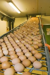 Eier  die an einem Fördergürtel in einer industriellen Zucht vermittelt werden