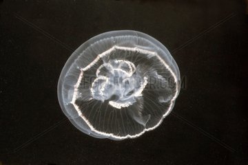 Jellyfish 20cm summer Méditerranée France