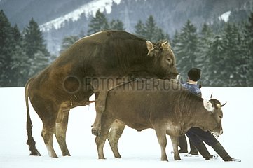 Kuh- und Bullenpaarung im Schnee im Winter
