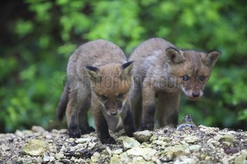 Fox cubs out of the burrow Yonne France