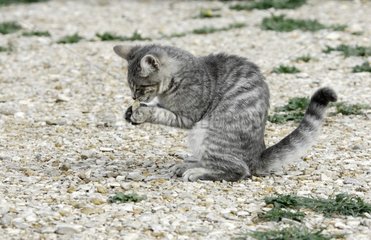 Jeune chat jouant avec une amande