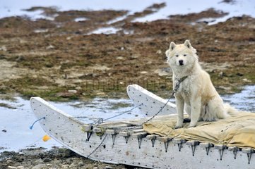 Eskimo -Hund auf der Entschlossenen Bay Nunavut Kanada seines Schlittens seines Schlittens