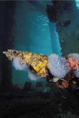 Eponges et Ascidies sous une jetée Australie-Méridionale