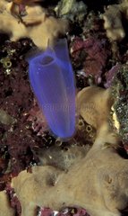 Ascidia fixiert mit seinen beiden sichtbaren Siphonen Indonesien