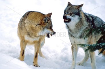 Scene of intimidation between two Wolves