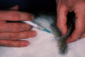 Gros plan d'une injection sur un chat