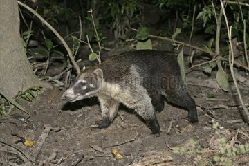 White nosed Coati searching its food at night Belize