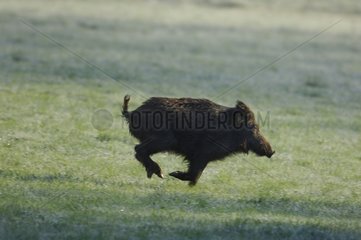Wild boar female running in the grass France