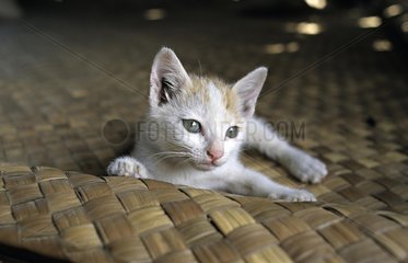 Kitten lie down on a osier rug Cambodia