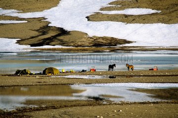 Polare Expedition im Pferdestil Bivouac in der Tundra
