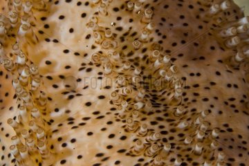 Detail of a sea cucumber Maratua Indonesia