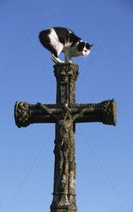 Schwarze und weiße Katze an einem Steinkreuz sitzend