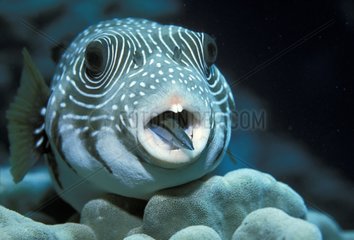 Labre nettoyeur dans la bouche d'un poisson ballon