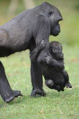 Female Lowland Gorilla carrying its young