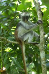 Pennant's Red Colobus on a branch Zanzibar Jozani forest