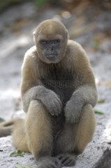 Humboldt's Woolly Monkey sitting Manaus Brazil
