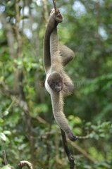Woolly Monkey in a tree in Manaus Brazil