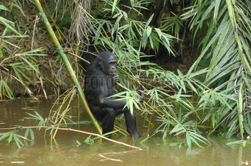 Gracile Chimpanzee in water Congo