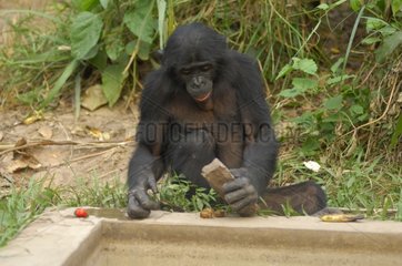 Gracile Chimpanzee with a stone Congo