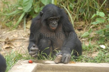 Gracile Chimpanzee with a stone Congo