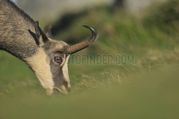 Portrait of a male chamois grazing in the Vosges France