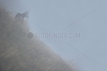 Chamois in the morning fog in the Vosges France