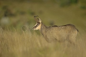 Chamois adult male in the evening light Vosges France