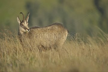 Chamois adult grazing in the evening light Vosges France