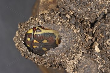 Imago of hairy beetle metamorphosed into its matrix