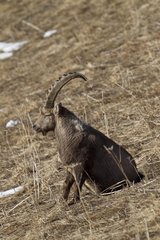 Ibex male sitting in the Swiss Alps