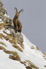 Alpine ibex male in Préalpes fribourgeoises