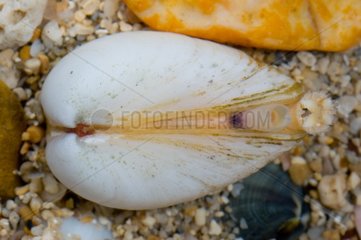 Atactodea mollusc Noumea New Caledonia