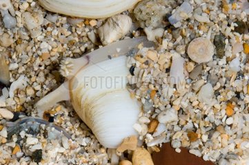 Atactodea mollusc in the sand Noumea New Caledonia