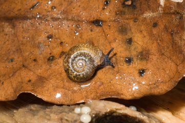 Snail on a leaf Koghi Mount New Caledonia