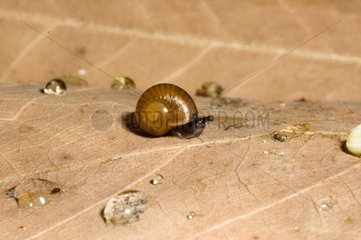 Snail on a leaf New Caledonia