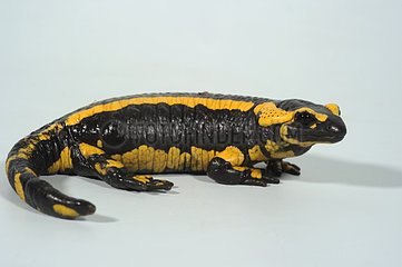 Speckleed Salamander on white background